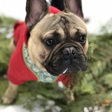 Entry image for Loaki 