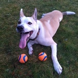 Entry image for Stella