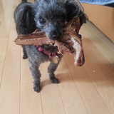 Entry image for Chibi 