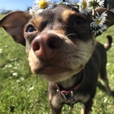 Entry image for Piper 