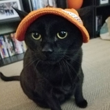 Entry image for Nachokitty 