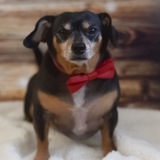 Entry image for Diesel