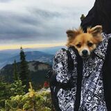 Entry image for Pinto