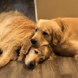 Entry image for Dixie and Harley 