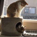 Entry image for Dwight and Cooper