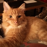 Entry image for George O'Mally