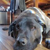 Entry image for Bruno