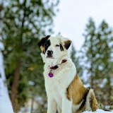 Entry image for Lucas