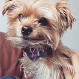 Entry image for Milo 