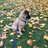 Entry image for Keyta