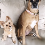 Entry image for Mila & Mya