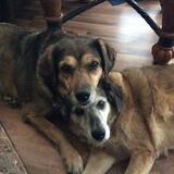 Entry image for Lily and Ginger