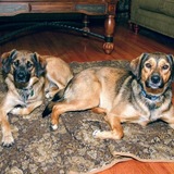 Entry image for Lily and Ginger