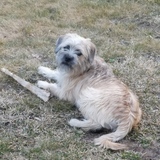 Entry image for Chewie