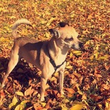 Entry image for Cholo