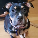 Entry image for Envy