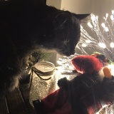 Entry image for Kuro