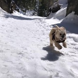 Entry image for Scout