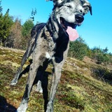 Entry image for Misty 