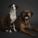 Entry image for Dio and Bean 