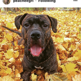 Entry image for Magnus