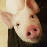 Entry image for Rizzo