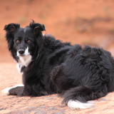 Entry image for Lily