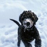 Entry image for Meemo