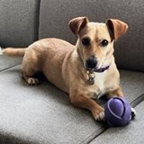 Entry image for Penny