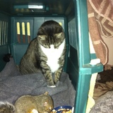 Entry image for Spitz