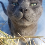 Entry image for Scout