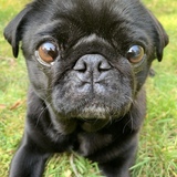 Entry image for Pikachu