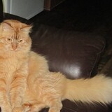 Entry image for Sammy