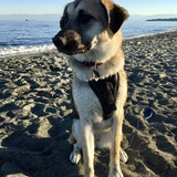 Entry image for Nova