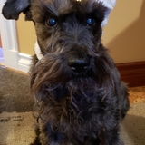 Entry image for Brutus