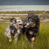 Entry image for Migo and Sydney