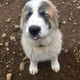 Entry image for Kodiak