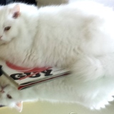 Entry image for Bianco