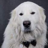 Entry image for Grizzly