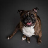 Entry image for Clover