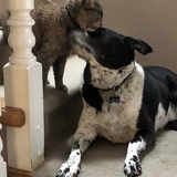 Entry image for Cassy and Molly 