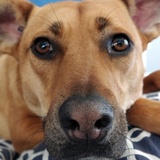 Entry image for Flicka