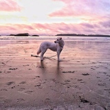 Entry image for Meala