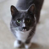 Entry image for Bentley