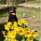 Entry image for Sasha