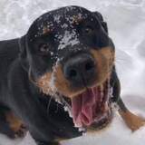 Entry image for Sasha