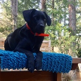 Entry image for Harley