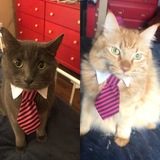 Entry image for Loki and Thor