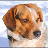 Entry image for Joe (for his coat of many colors)