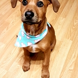 Entry image for Valentine